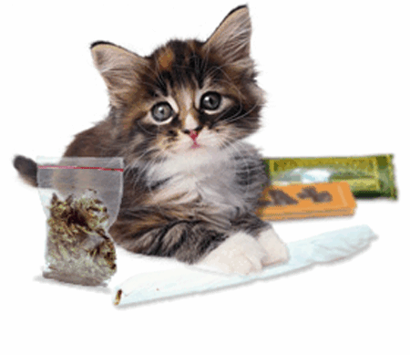gif of a kitten sitting with some weed and papers rolling a blunt and offering it to you